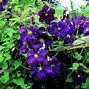 Image result for Lavenser and Purple Clematis