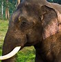 Image result for Asian Elephant