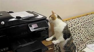 Image result for Cat Copy Machine