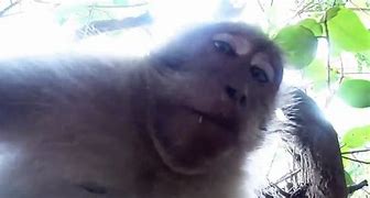 Image result for Monkey Spy Camera
