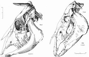 Image result for Small Animal Jaw Bones