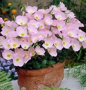 Image result for Oenothera Siskiyou