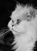 Image result for White Persian Cat Meme Monkey