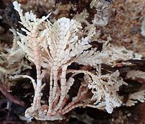 Image result for Calcareous Aligote