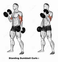 Image result for Best Dumbbell Workout Routine