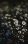 Image result for Free Summer iPhone Wallpaper
