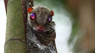 Image result for Flying Lemur Side View