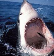 Image result for Great White Shark Front View