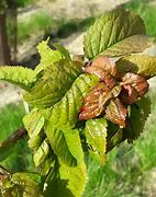 Image result for Flowering Cherry Tree Leaf Curl