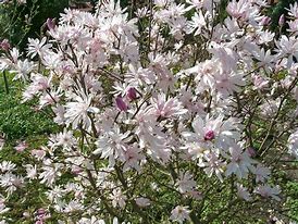 Image result for Magnolia stellata Chrysanthemumiflora