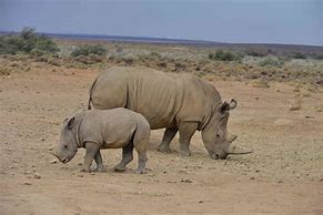 Image result for Biggest Baby Animal in the World