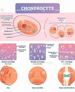 Image result for chondrocyt