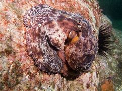 Image result for Octopus Disguising as a Rock