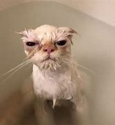 Image result for Dried Cat Meme Soggy