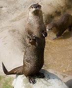Image result for River Otter Zoo