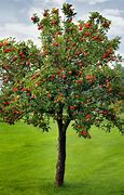 Image result for Real Apple Tree