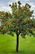 Image result for What Is a Tree Apple Fruit