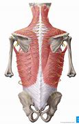 Image result for Lumbar Region Muscle Anatomy