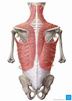 Image result for Human Back Anatomy