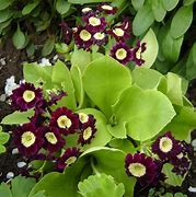 Image result for Primula Hemswell Blush