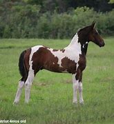Image result for A Paint Horse
