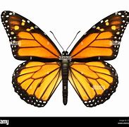 Image result for Insect Top View
