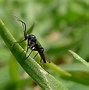 Image result for fungus-gnat