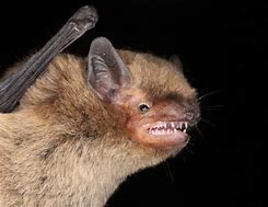 Image result for Laughing Bat