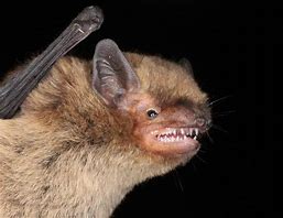 Image result for Bat Smiling UK