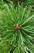 Image result for Pinus mugo Minikin
