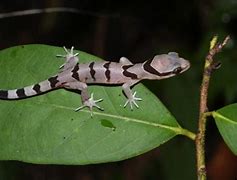 Image result for Gecko in Thailand