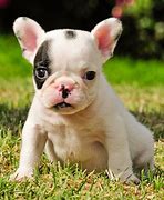 Image result for Dog Breeds Small French Bulldog