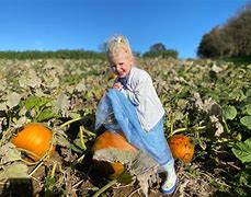 Image result for Pumpkin Picking Vale of Glamorgan