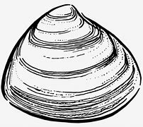Image result for Clam Clip Art Black and White