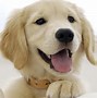 Image result for Free Dog Desktop Backgrounds