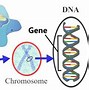 Image result for Human Genome Structure