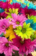 Image result for Colored Daisies