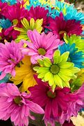 Image result for Google Images Flowers 4X6 Picture