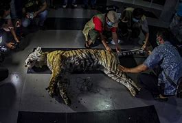 Image result for Tiger Dieing