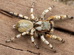 Image result for All Poisonous Spiders
