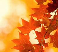 Image result for Minimalist Fall Wallpaper