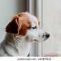Image result for Rainy Day Picture Dog Clip Art