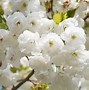 Image result for Prunus serrulata Shirotae