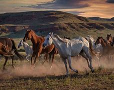 Image result for Where to Find Wild Horses in Utah