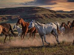 Image result for Wild Horses in America Today