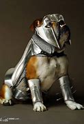 Image result for Dog Armour Funny Meme