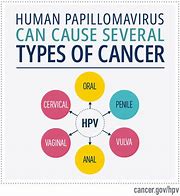 Image result for HPV Cancers