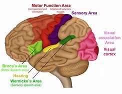 Image result for Sensory Memory