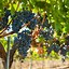 Image result for Januik Cabernet Sauvignon Columbia Valley