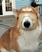 Image result for Funny Pics of Dogs